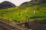 Rice Fields 1